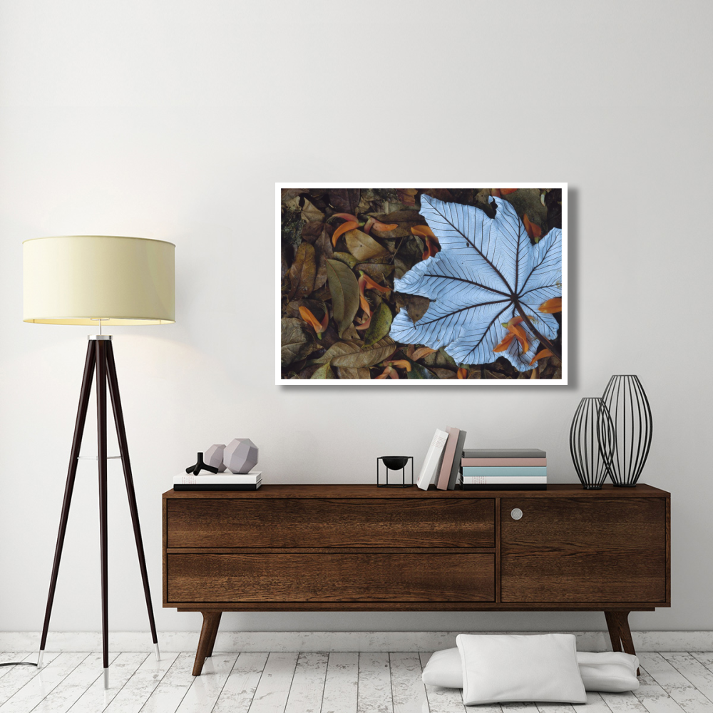 Cecropia leaf atop lobster claw petals on tropical rainforest floor, Mesoamerica-Paper Art-50&quotx34"