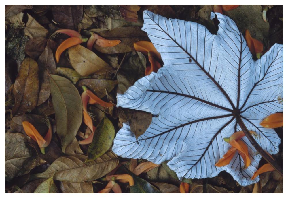 Cecropia leaf atop lobster claw petals on tropical rainforest floor, Mesoamerica-Paper Art-62"x42"