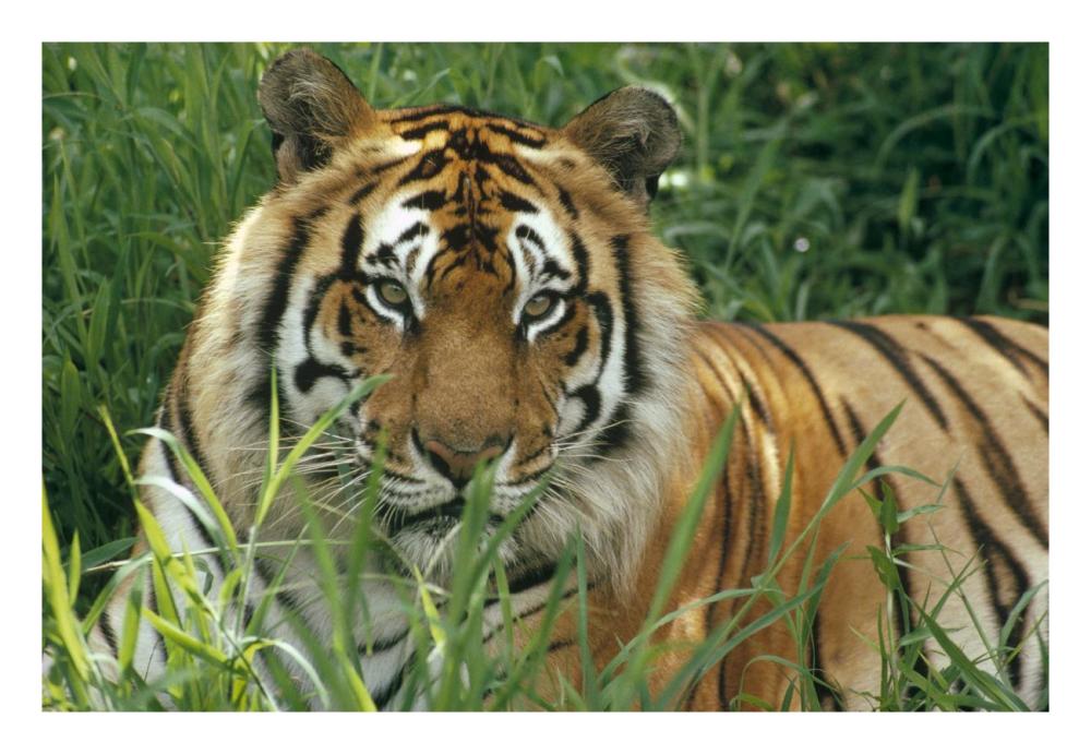 Bengal Tiger portrait at the Hilo Zoo, Hawaii, native to India and southeast Asia-Paper Art-26"x18"