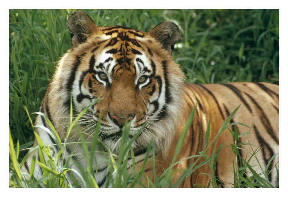 Bengal Tiger portrait at the Hilo Zoo, Hawaii, native to India and southeast Asia-Paper Art-32"x22"