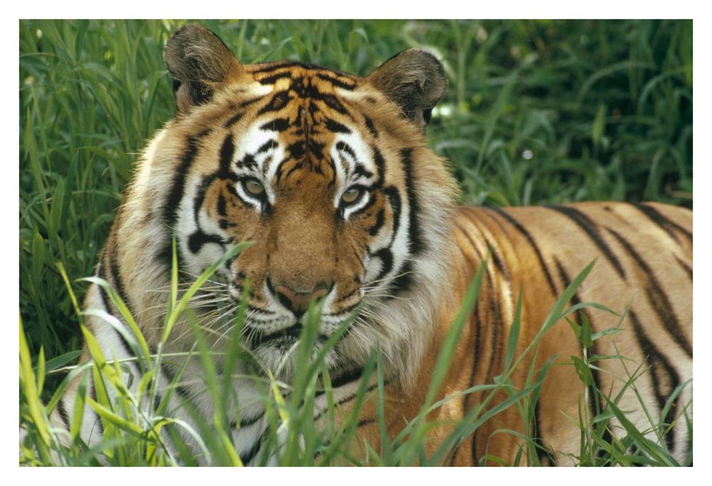 Bengal Tiger portrait at the Hilo Zoo, Hawaii, native to India and southeast Asia-Paper Art-38"x26"