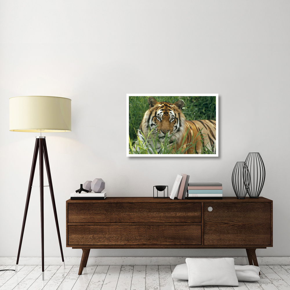 Bengal Tiger portrait at the Hilo Zoo, Hawaii, native to India and southeast Asia-Paper Art-38&quotx26"