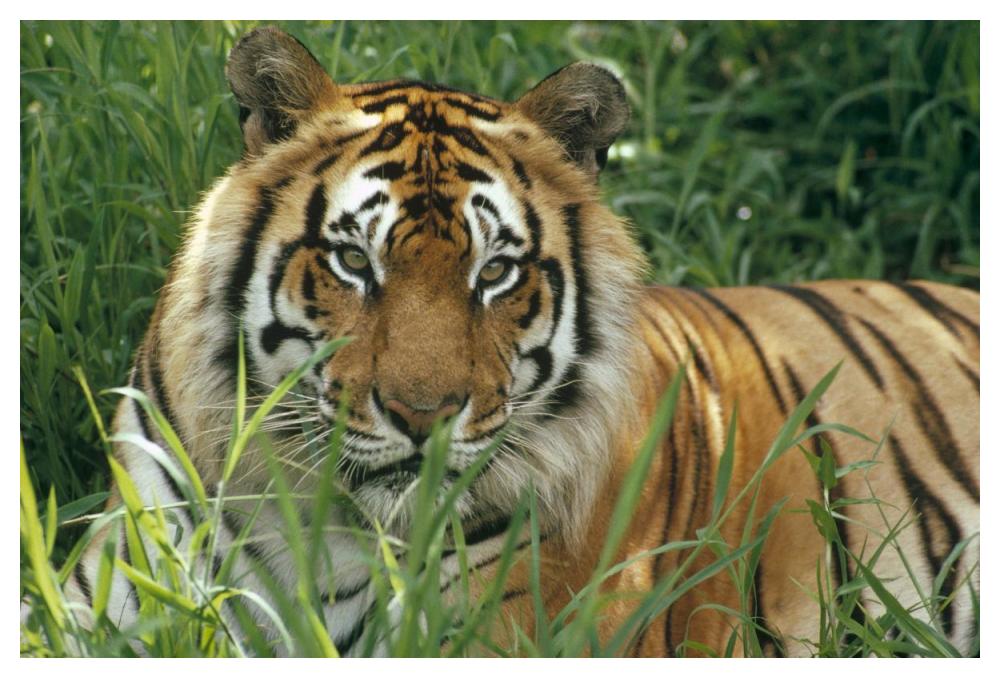 Bengal Tiger portrait at the Hilo Zoo, Hawaii, native to India and southeast Asia-Paper Art-50"x34"