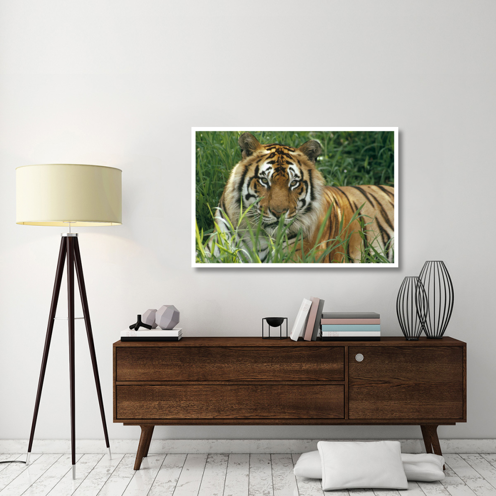 Bengal Tiger portrait at the Hilo Zoo, Hawaii, native to India and southeast Asia-Paper Art-50&quotx34"