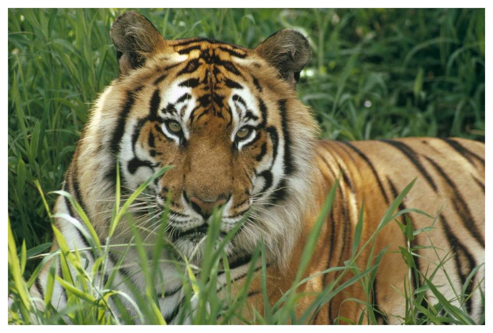 Bengal Tiger portrait at the Hilo Zoo, Hawaii, native to India and southeast Asia-Paper Art-62"x42"