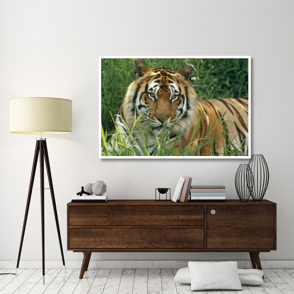 Bengal Tiger portrait at the Hilo Zoo, Hawaii, native to India and southeast Asia-Paper Art-62&quotx42"