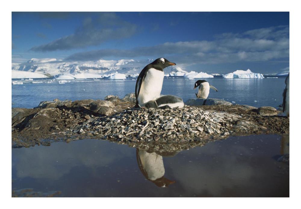Gentoo Penguin parent on nest with chicks surrounded by flood water, Antarctic Peninsula-Paper Art-26"x18"