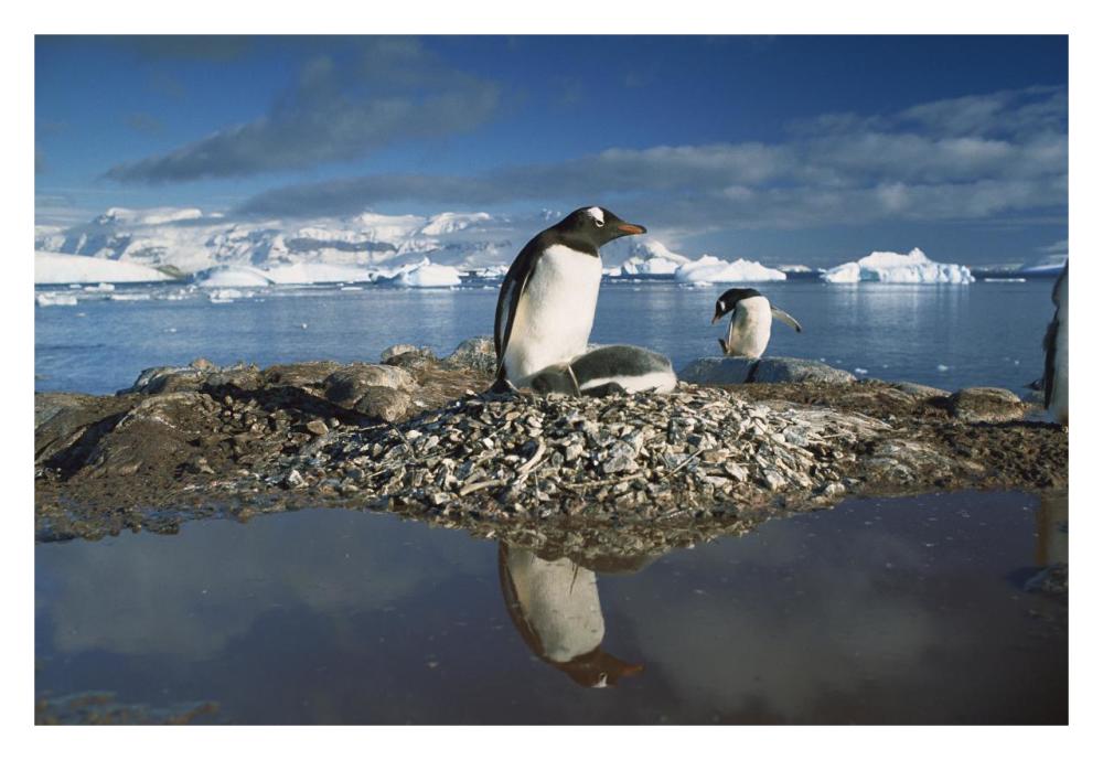 Gentoo Penguin parent on nest with chicks surrounded by flood water, Antarctic Peninsula-Paper Art-32"x22"
