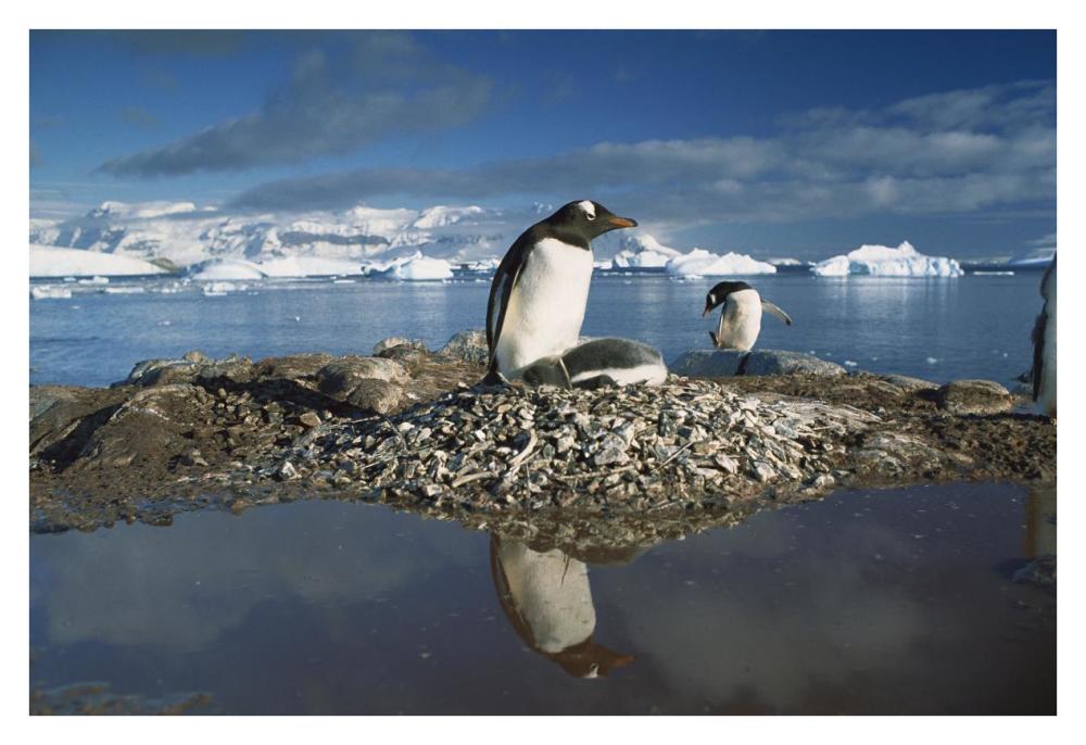Gentoo Penguin parent on nest with chicks surrounded by flood water, Antarctic Peninsula-Paper Art-38"x26"