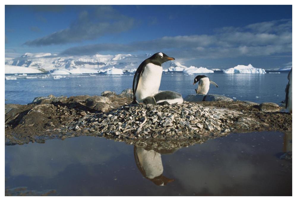 Gentoo Penguin parent on nest with chicks surrounded by flood water, Antarctic Peninsula-Paper Art-62"x42"