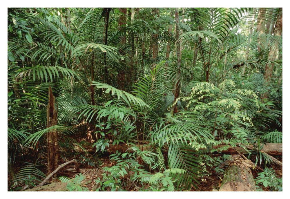Mixed lowland dipterocarp tropical rainforest interior, Taman Negara National Park, Malaysia-Paper Art-20"x14"
