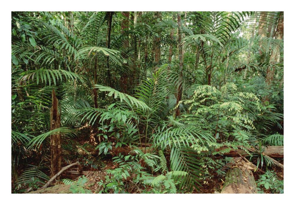 Mixed lowland dipterocarp tropical rainforest interior, Taman Negara National Park, Malaysia-Paper Art-26"x18"