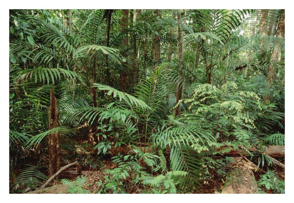 Mixed lowland dipterocarp tropical rainforest interior, Taman Negara National Park, Malaysia-Paper Art-32"x22"