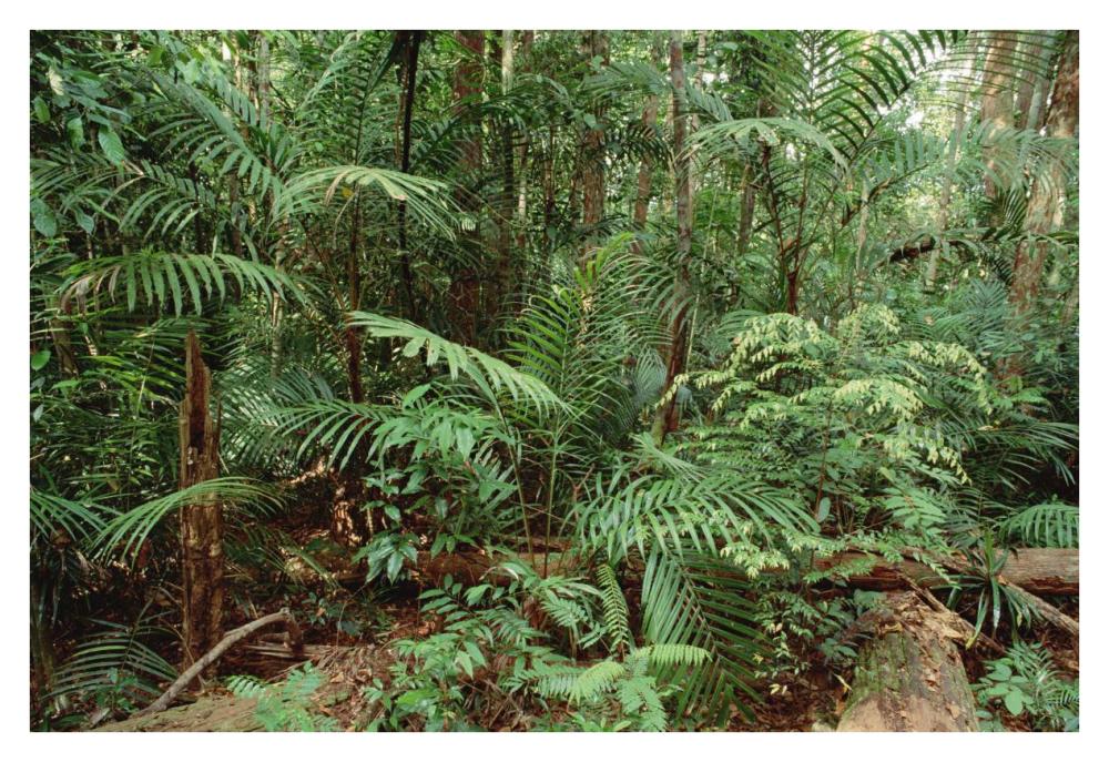 Mixed lowland dipterocarp tropical rainforest interior, Taman Negara National Park, Malaysia-Paper Art-38"x26"
