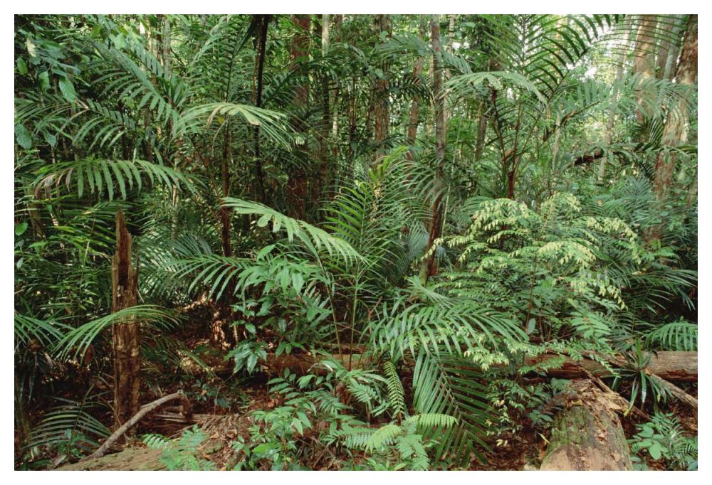 Mixed lowland dipterocarp tropical rainforest interior, Taman Negara National Park, Malaysia-Paper Art-50"x34"