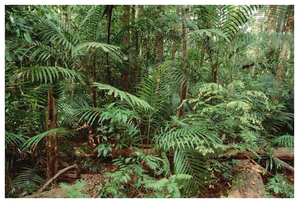 Mixed lowland dipterocarp tropical rainforest interior, Taman Negara National Park, Malaysia-Paper Art-62"x42"