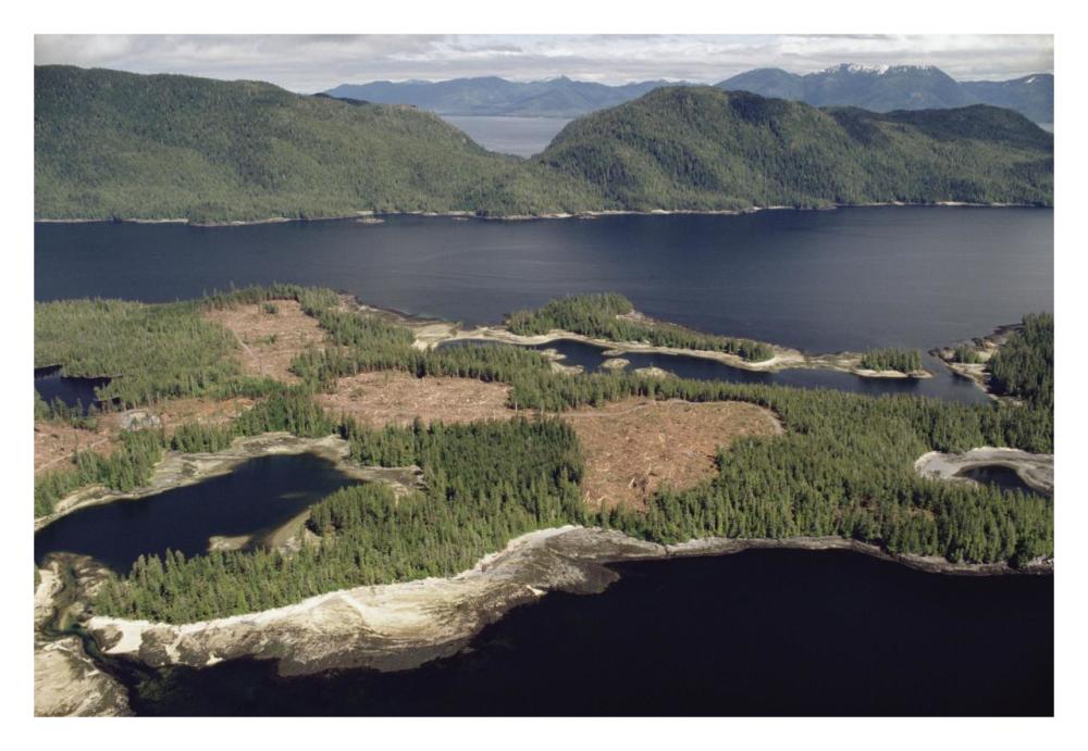 Aerial view of clearcut temperate rainforest on Prince of Wales Island, Tongass National Forest, Alaska-Paper Art-32"x22"