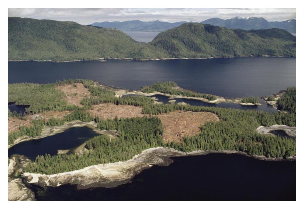 Aerial view of clearcut temperate rainforest on Prince of Wales Island, Tongass National Forest, Alaska-Paper Art-38"x26"