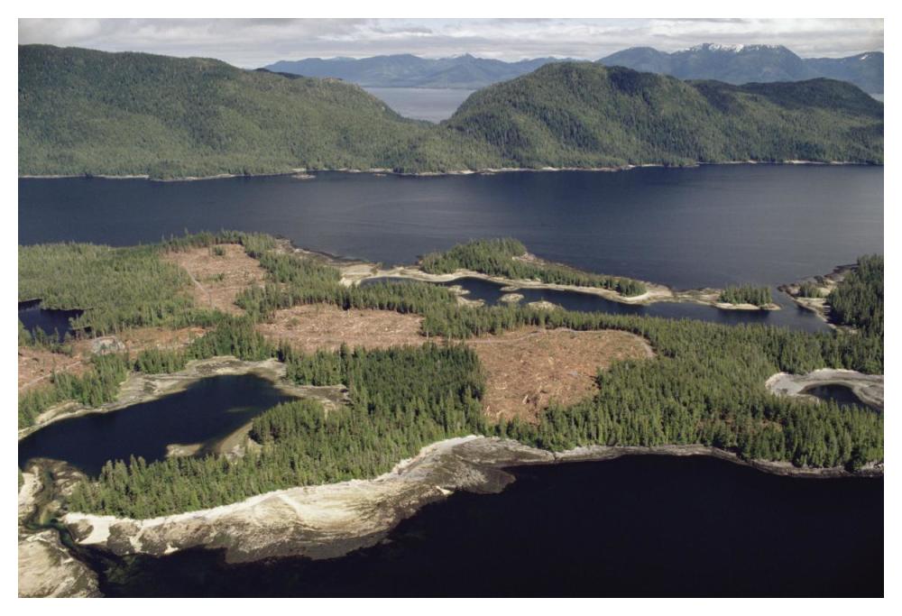 Aerial view of clearcut temperate rainforest on Prince of Wales Island, Tongass National Forest, Alaska-Paper Art-50"x34"