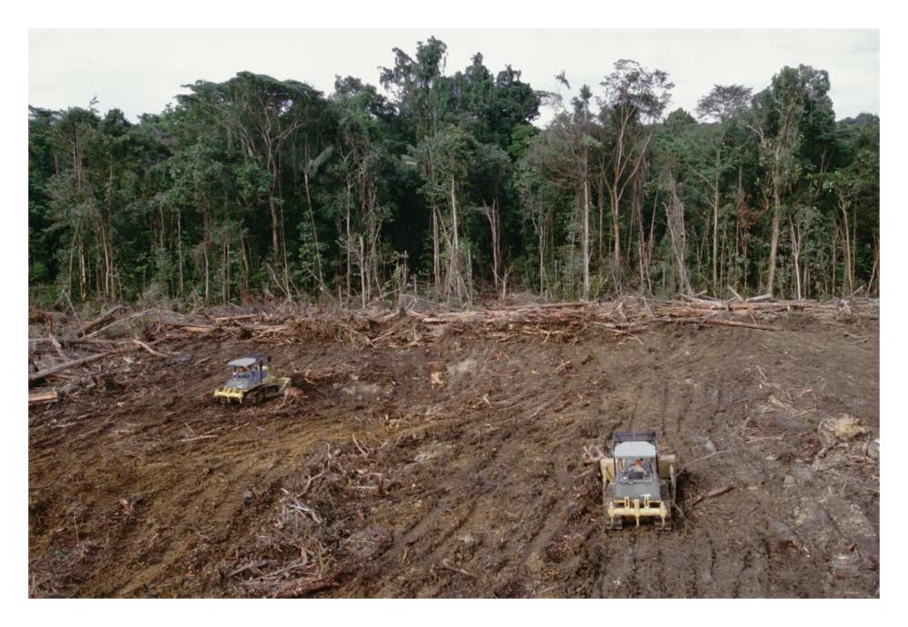 Clearing of tropical rainforest south of Lake Kutubu for Gobe oil camp, southern highlands, Papua New Guinea-Paper Art-32"x22"