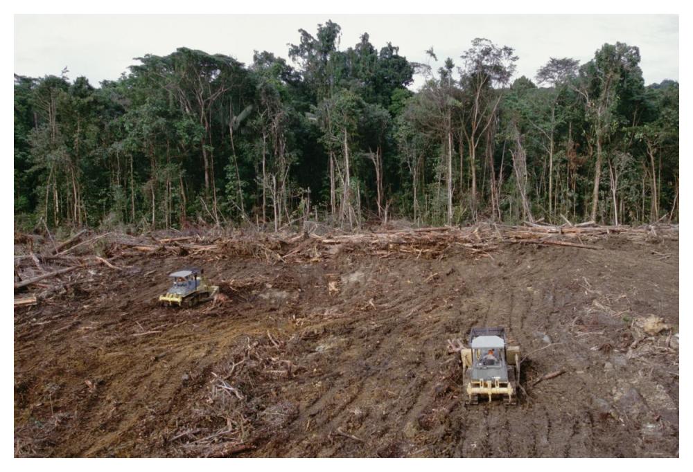 Clearing of tropical rainforest south of Lake Kutubu for Gobe oil camp, southern highlands, Papua New Guinea-Paper Art-50"x34"