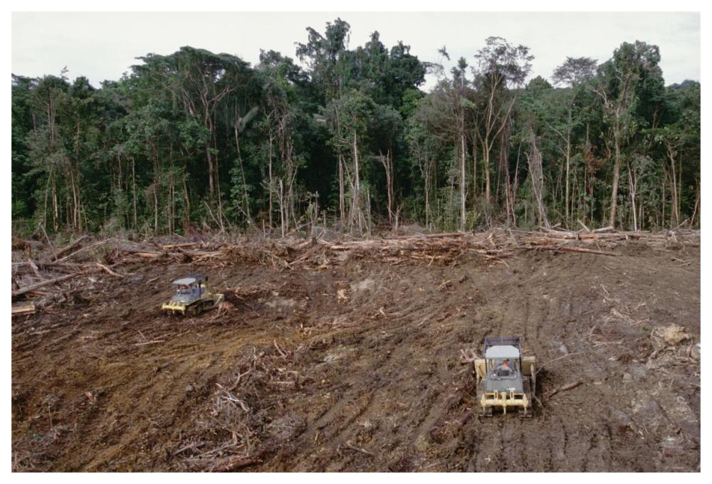 Clearing of tropical rainforest south of Lake Kutubu for Gobe oil camp, southern highlands, Papua New Guinea-Paper Art-62"x42"