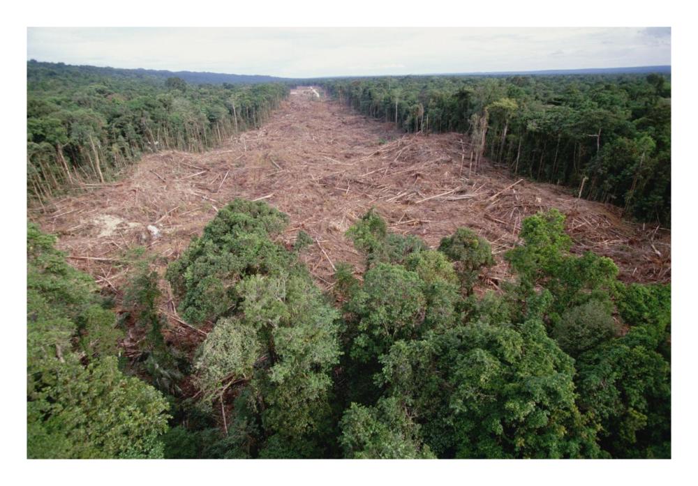 Clearing of tropical rainforest south of Lake Kutubu for Gobe oil camp, southern highlands, Papua New Guinea-Paper Art-26"x18"