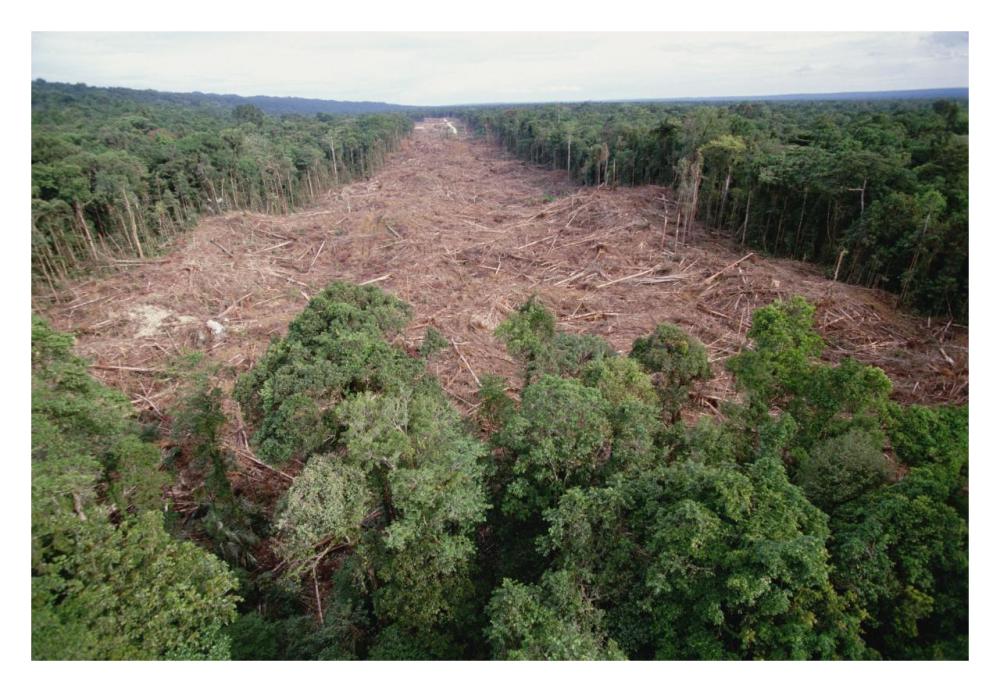 Clearing of tropical rainforest south of Lake Kutubu for Gobe oil camp, southern highlands, Papua New Guinea-Paper Art-32"x22"