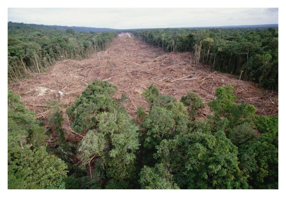 Clearing of tropical rainforest south of Lake Kutubu for Gobe oil camp, southern highlands, Papua New Guinea-Paper Art-38"x26"