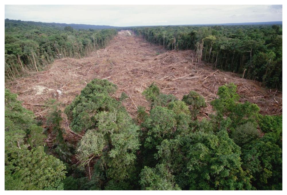 Clearing of tropical rainforest south of Lake Kutubu for Gobe oil camp, southern highlands, Papua New Guinea-Paper Art-62"x42"