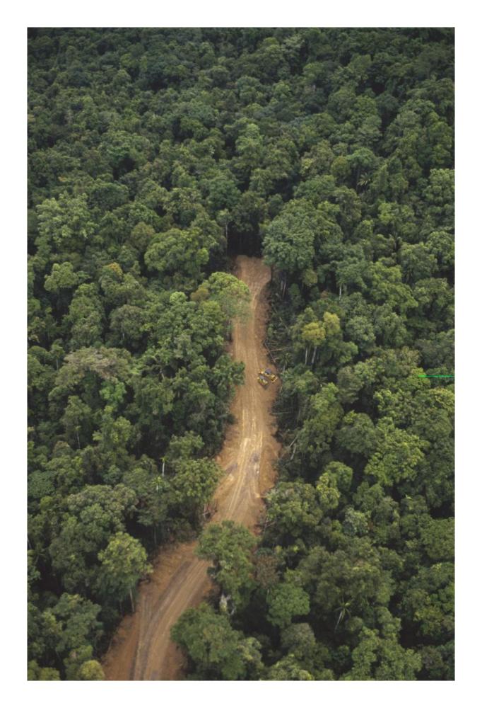New logging road in virgin lowland tropical rainforest, east of Aird River Delta, Kikori Basin, Papua New Guinea-Paper Art-18"x26"
