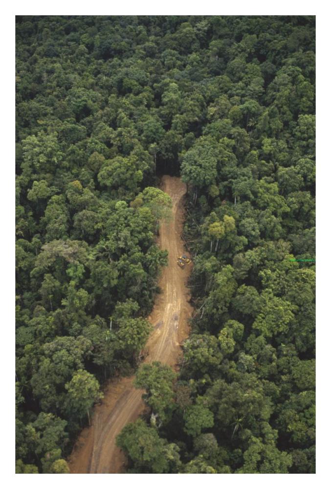 New logging road in virgin lowland tropical rainforest, east of Aird River Delta, Kikori Basin, Papua New Guinea-Paper Art-22"x32"