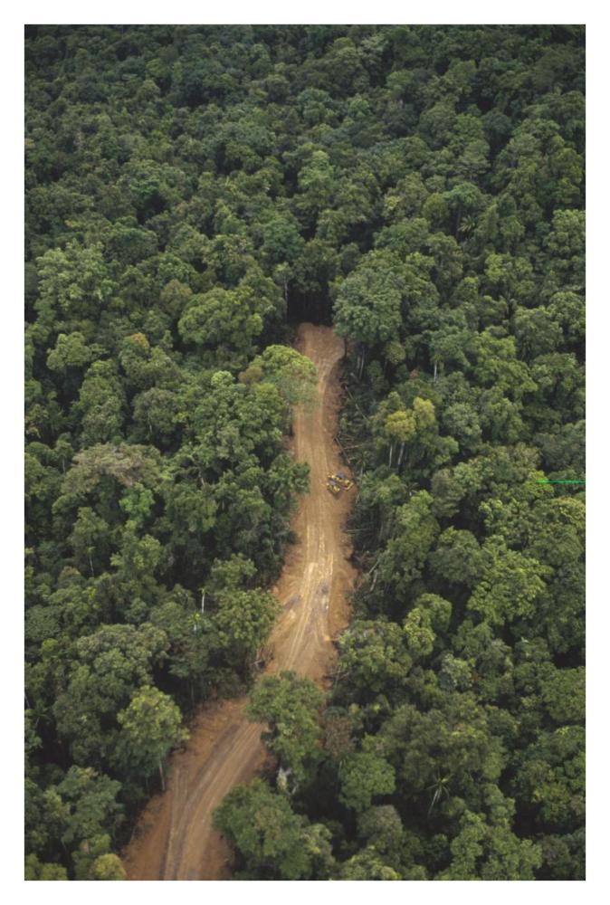 New logging road in virgin lowland tropical rainforest, east of Aird River Delta, Kikori Basin, Papua New Guinea-Paper Art-26"x38"