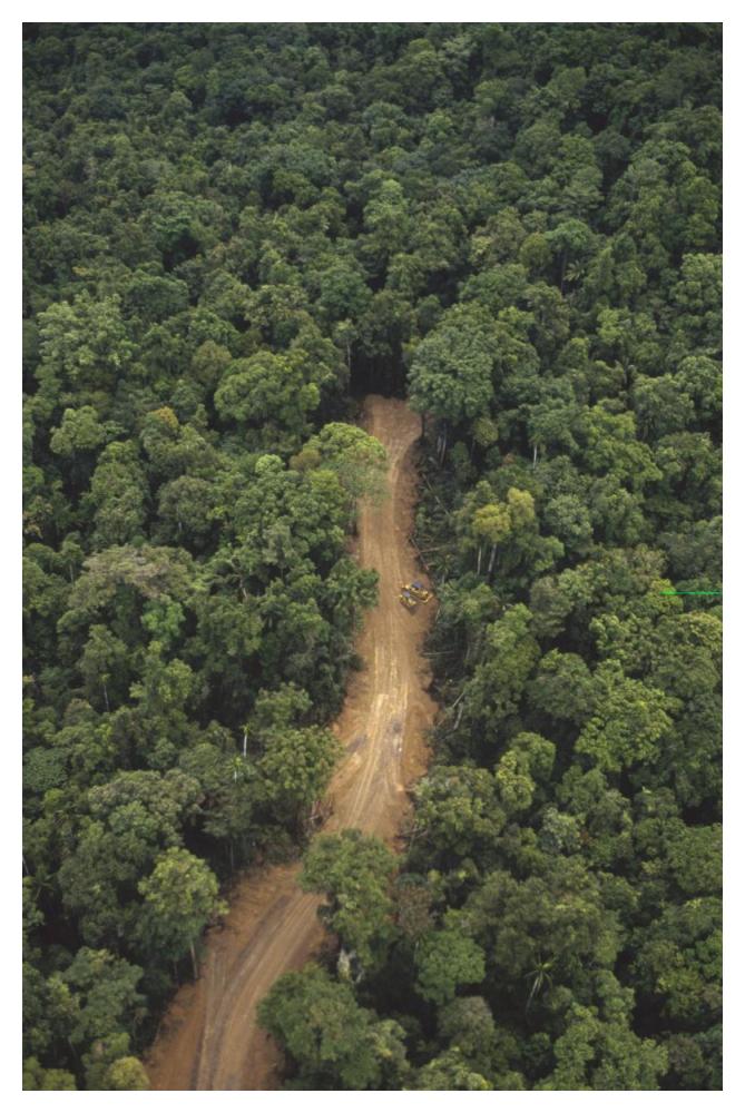 New logging road in virgin lowland tropical rainforest, east of Aird River Delta, Kikori Basin, Papua New Guinea-Paper Art-34"x50"