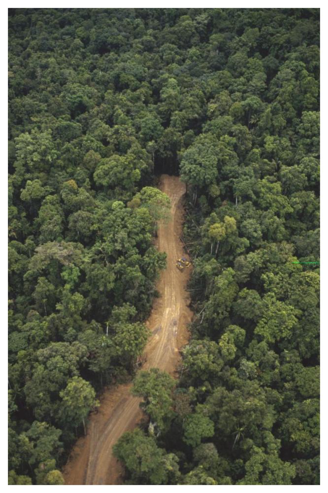 New logging road in virgin lowland tropical rainforest, east of Aird River Delta, Kikori Basin, Papua New Guinea-Paper Art-42"x62"
