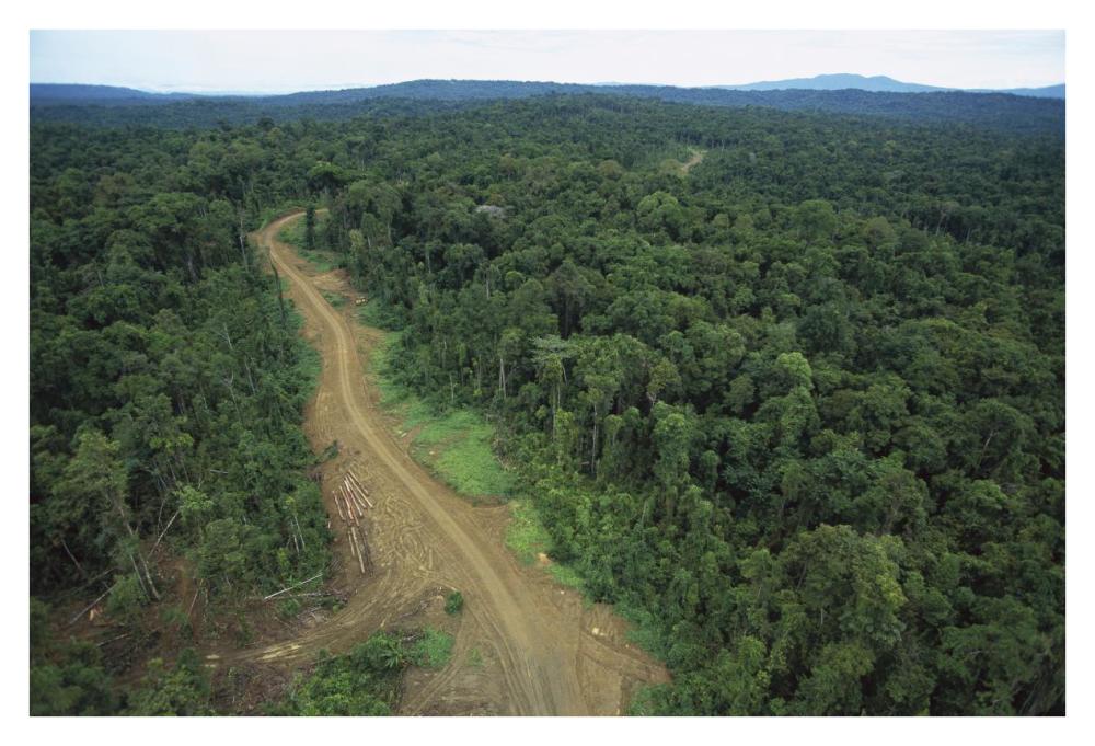Logging road in lowland tropical rainforest, Kikori Basin, Papua New Guinea-Paper Art-38"x26"