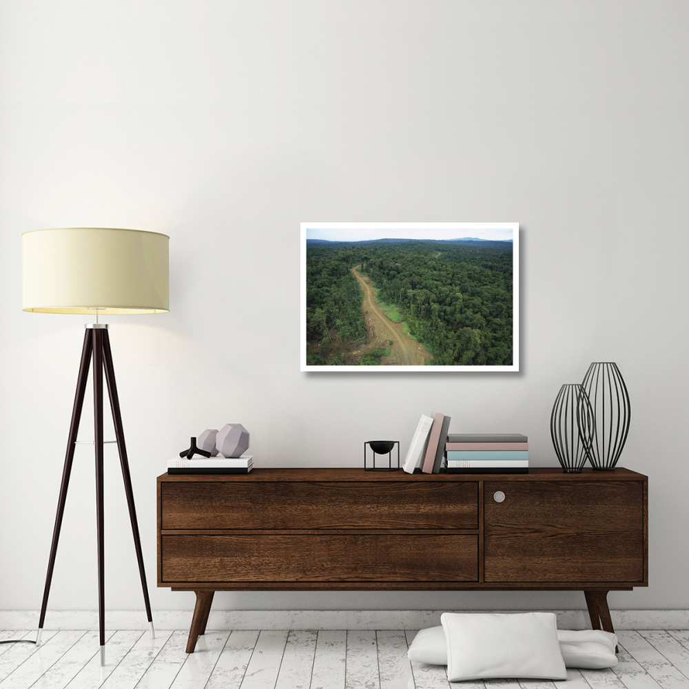 Logging road in lowland tropical rainforest, Kikori Basin, Papua New Guinea-Paper Art-38&quotx26"