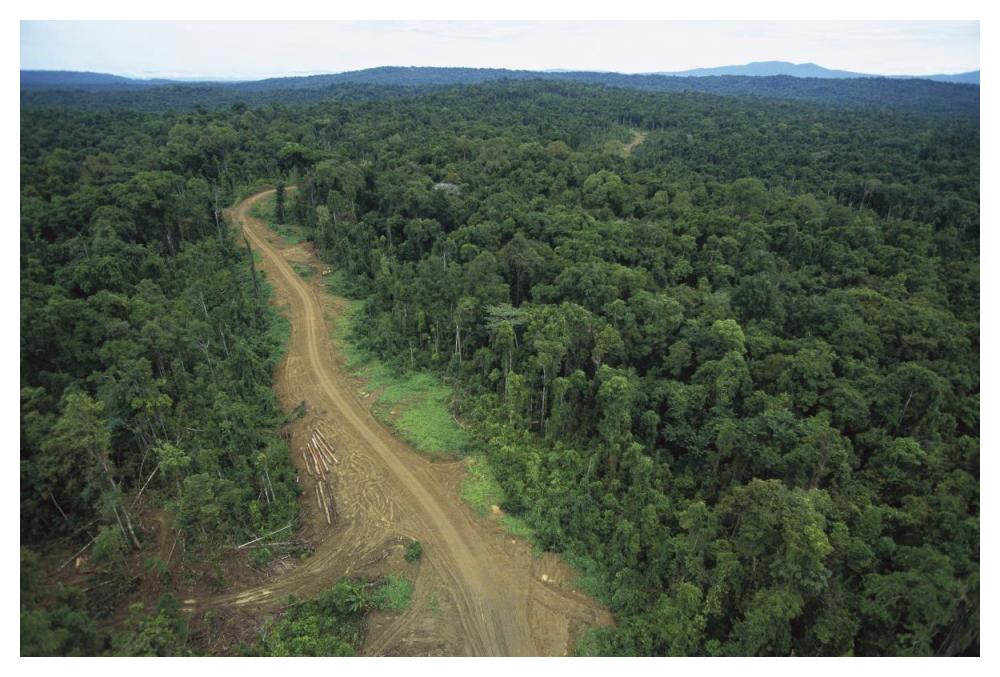 Logging road in lowland tropical rainforest, Kikori Basin, Papua New Guinea-Paper Art-50"x34"