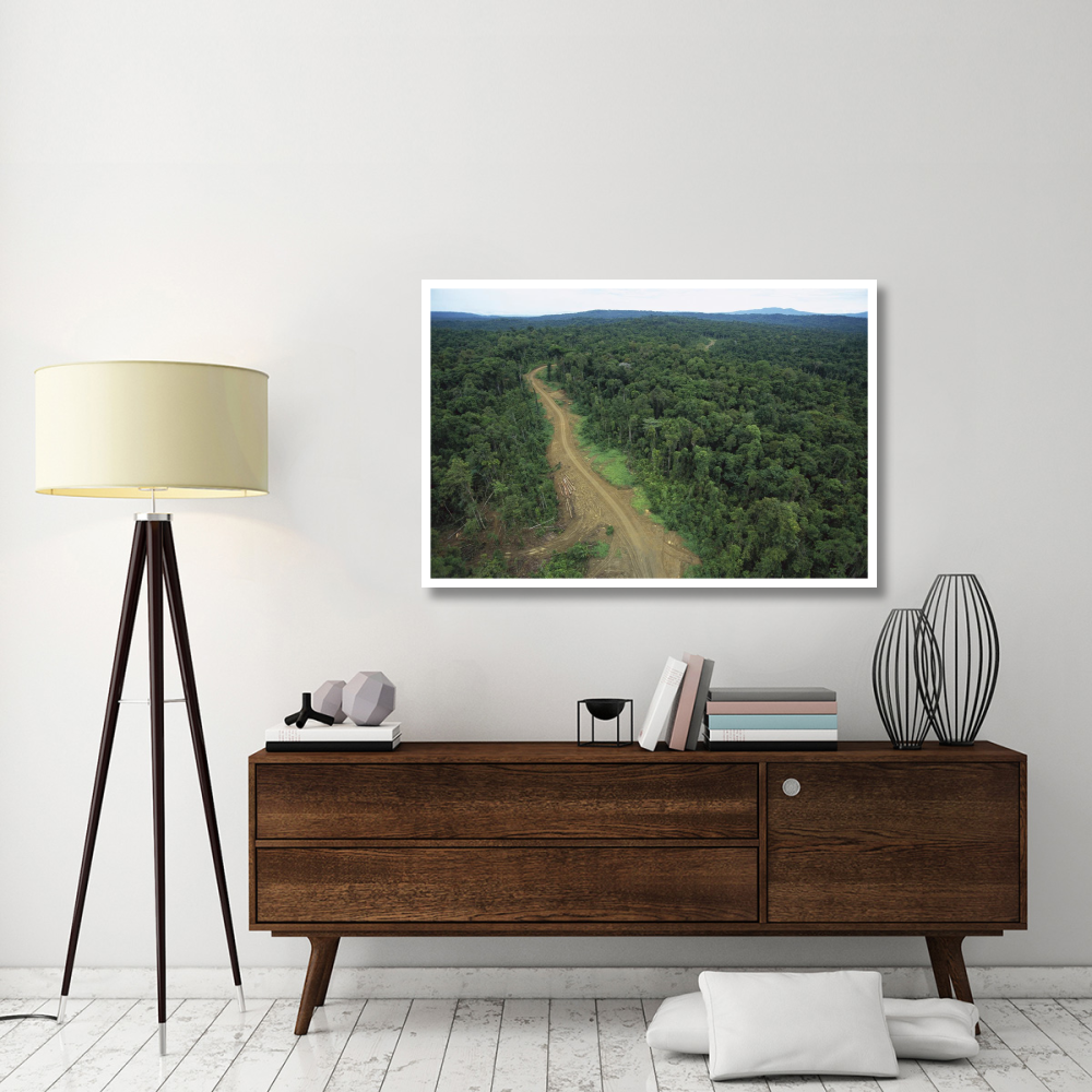 Logging road in lowland tropical rainforest, Kikori Basin, Papua New Guinea-Paper Art-50&quotx34"