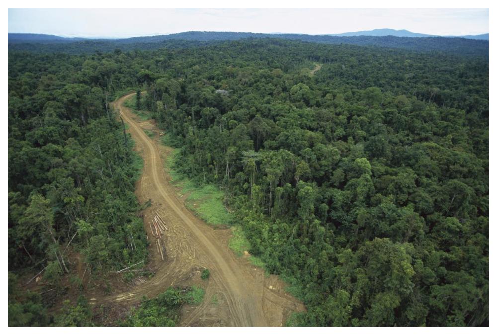 Logging road in lowland tropical rainforest, Kikori Basin, Papua New Guinea-Paper Art-62"x42"