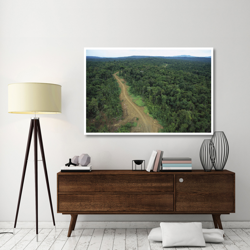 Logging road in lowland tropical rainforest, Kikori Basin, Papua New Guinea-Paper Art-62&quotx42"
