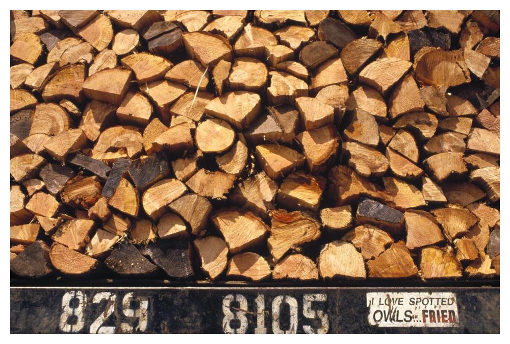 Firewood hauled from clearcut on truck bed with 'I Love Spotted Owls, Fried' bumper sticker, Suislaw National Forest, Oregon-Paper Art-50"x34"
