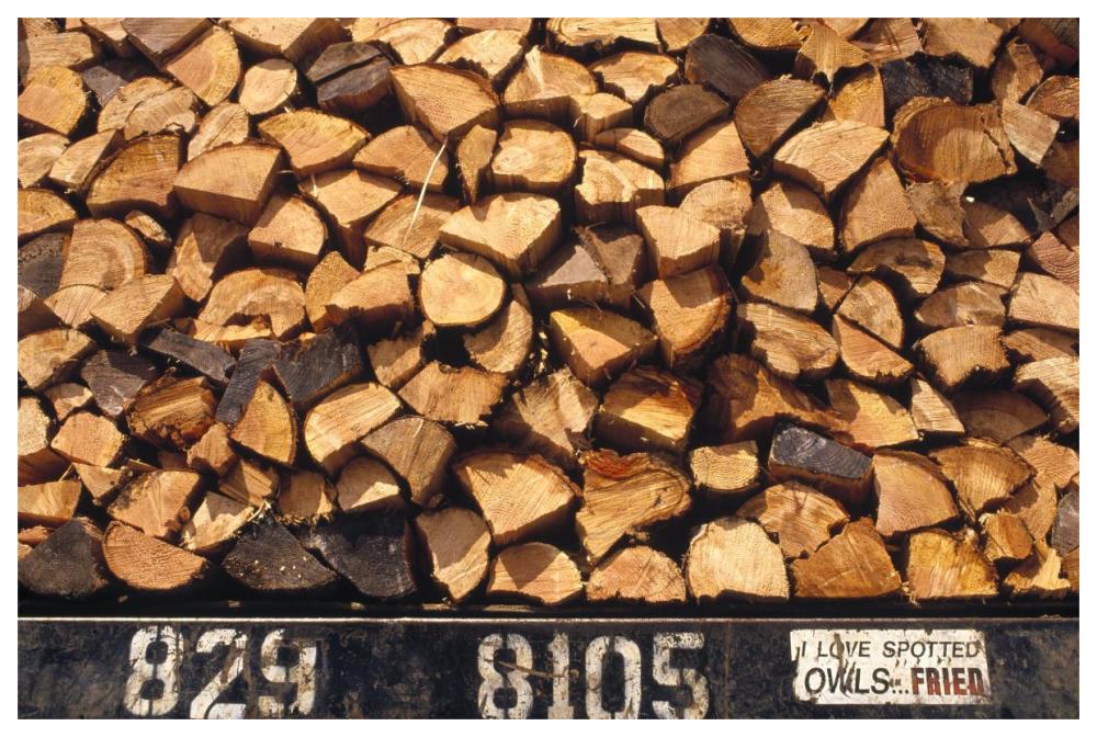 Firewood hauled from clearcut on truck bed with 'I Love Spotted Owls, Fried' bumper sticker, Suislaw National Forest, Oregon-Paper Art-62"x42"