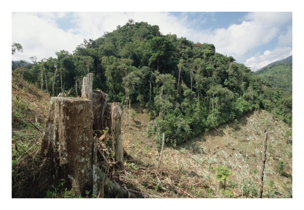 Deforested hillside of wet montane rainforest near Los Cedros Biological Reserve, Choco Phytogeographic region, northwest Ecuador-Paper Art-26"x18"