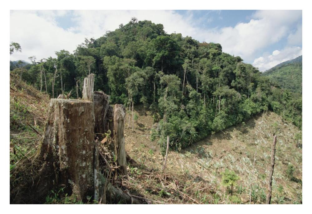 Deforested hillside of wet montane rainforest near Los Cedros Biological Reserve, Choco Phytogeographic region, northwest Ecuador-Paper Art-32"x22"