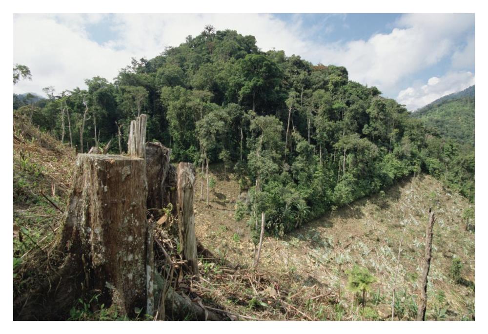 Deforested hillside of wet montane rainforest near Los Cedros Biological Reserve, Choco Phytogeographic region, northwest Ecuador-Paper Art-38"x26"