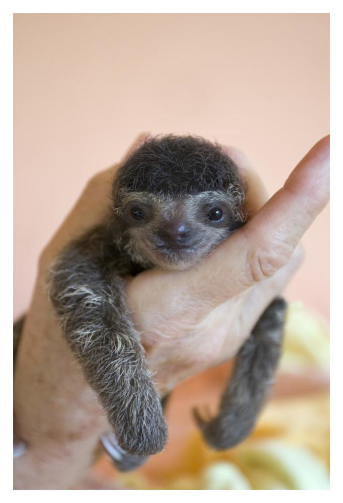 Brown-throated Three-toed Sloth baby, Aviarios Sloth Sanctuary, Costa Rica-Paper Art-14"x20"