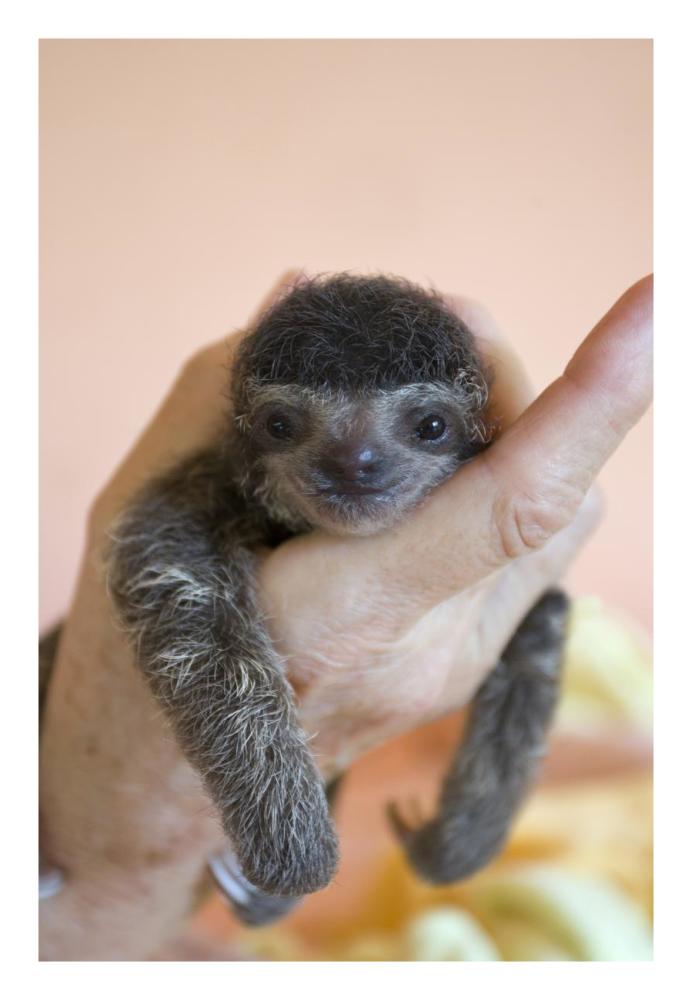 Brown-throated Three-toed Sloth baby, Aviarios Sloth Sanctuary, Costa Rica-Paper Art-18"x26"