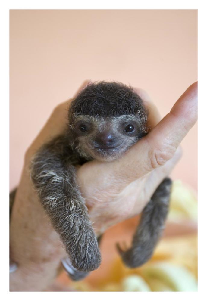 Brown-throated Three-toed Sloth baby, Aviarios Sloth Sanctuary, Costa Rica-Paper Art-22"x32"