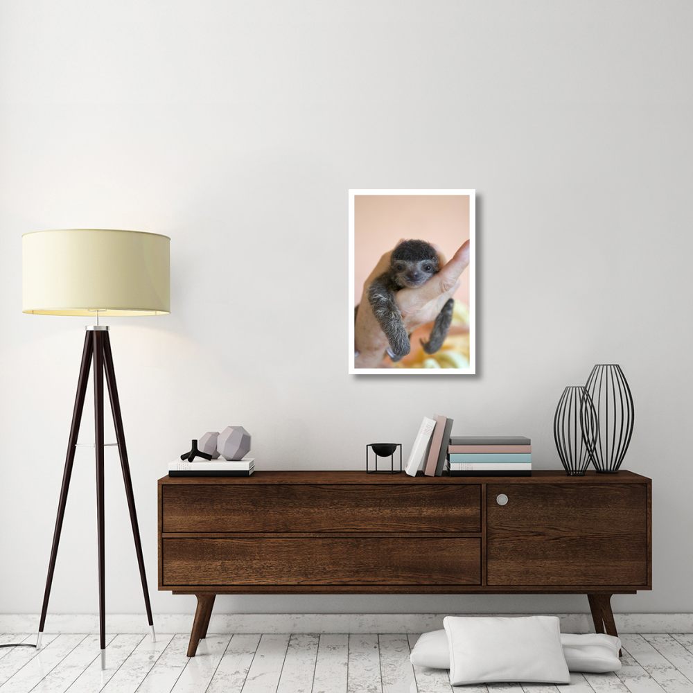 Brown-throated Three-toed Sloth baby, Aviarios Sloth Sanctuary, Costa Rica-Paper Art-22&quotx32"